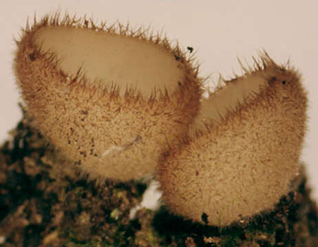 Image of Trichophaea hemisphaerioides (Mouton) Graddon 1960