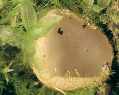 Image of Trichophaea hemisphaerioides (Mouton) Graddon 1960