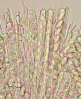 Image of Trichophaea hemisphaerioides (Mouton) Graddon 1960