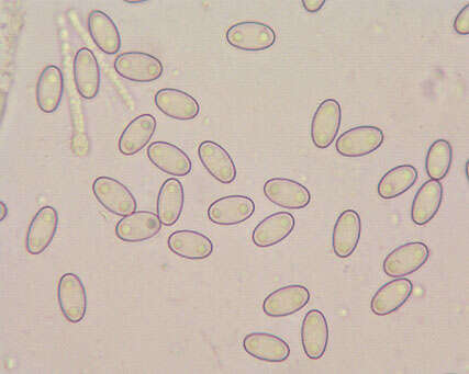 Image of Trichophaea hemisphaerioides (Mouton) Graddon 1960