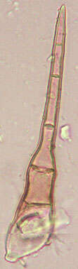 Image of Trichophaea hemisphaerioides (Mouton) Graddon 1960