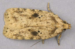 Image of Agonopterix arenella Denis & Schiffermüller 1775