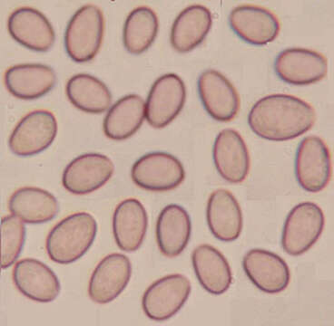 Image of Hypholoma lateritium (Schaeff.) P. Kumm. 1871