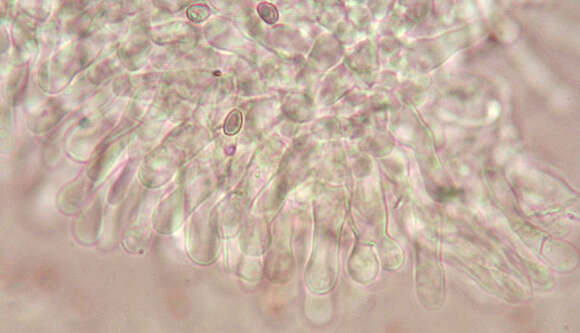 Image of Hypholoma lateritium (Schaeff.) P. Kumm. 1871