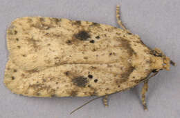 Image of Agonopterix arenella Denis & Schiffermüller 1775