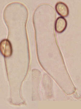 Image of Hypholoma lateritium (Schaeff.) P. Kumm. 1871