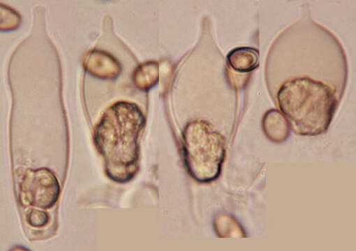 Image of Hypholoma lateritium (Schaeff.) P. Kumm. 1871