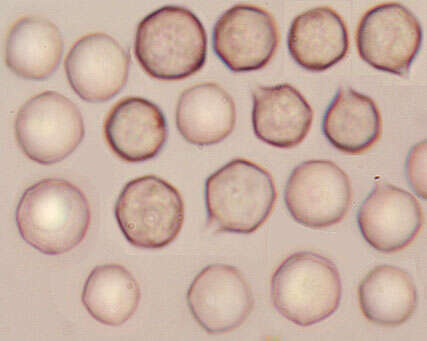 Image of Entoloma prunuloides (Fr.) Quél. 1872