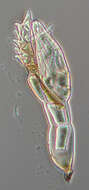 Image of Stigmatomyces majewskii H. L. Dainat, Manier & Balazuc 1974