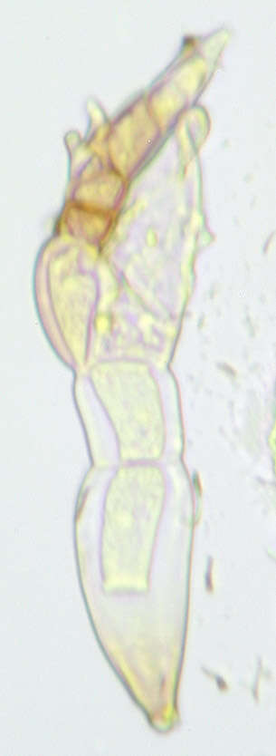 Image of Stigmatomyces majewskii H. L. Dainat, Manier & Balazuc 1974