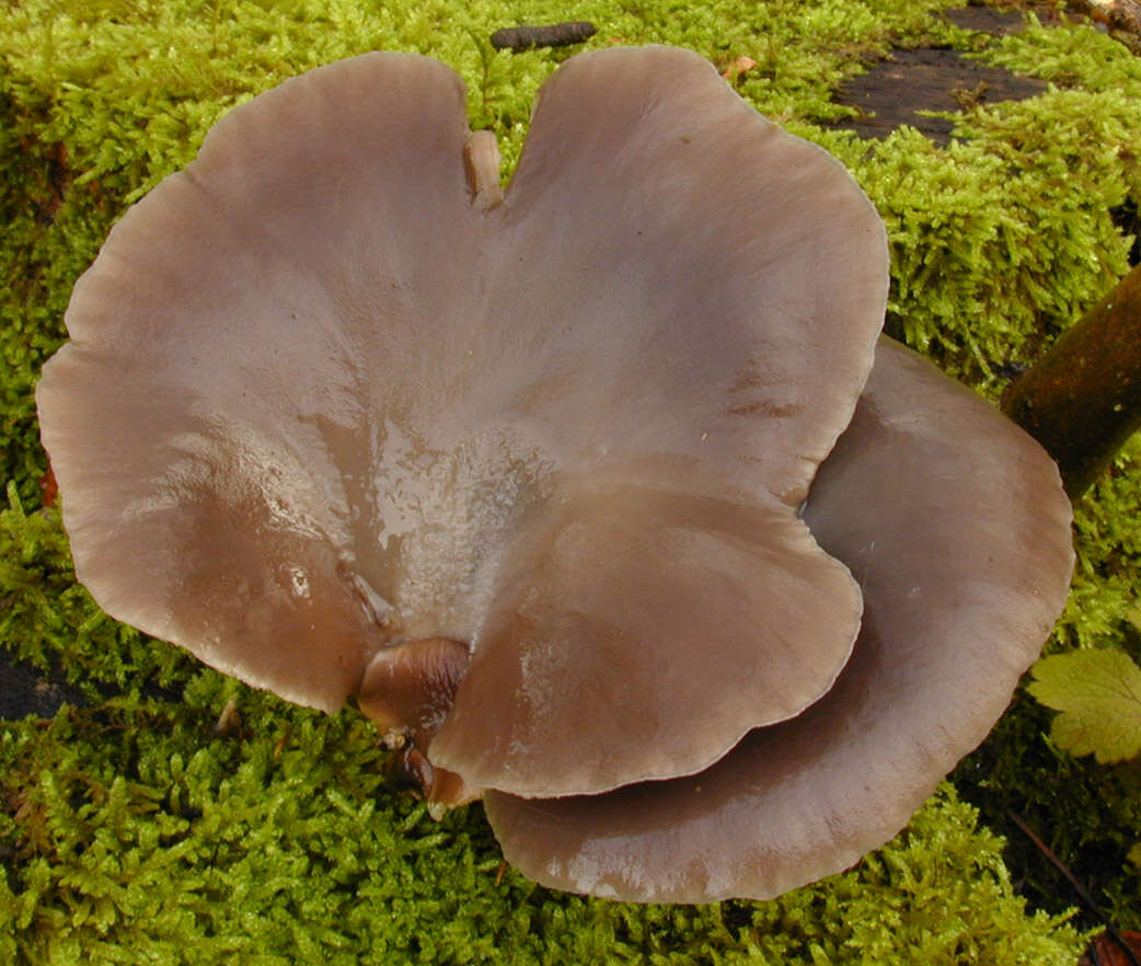 Image of Pleurotus ostreatus (Jacq.) P. Kumm. 1871