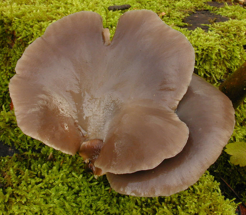 Image of Pleurotus ostreatus (Jacq.) P. Kumm. 1871