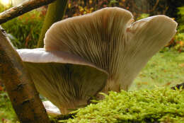 Image of Pleurotus ostreatus (Jacq.) P. Kumm. 1871