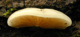 Image of Crepidotus mollis (Schaeff.) Staude 1857