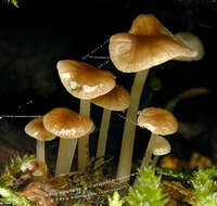 Phloeomana speirea (Fr.) Redhead 2013 resmi