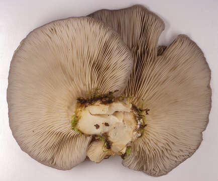 Image of Pleurotus ostreatus (Jacq.) P. Kumm. 1871