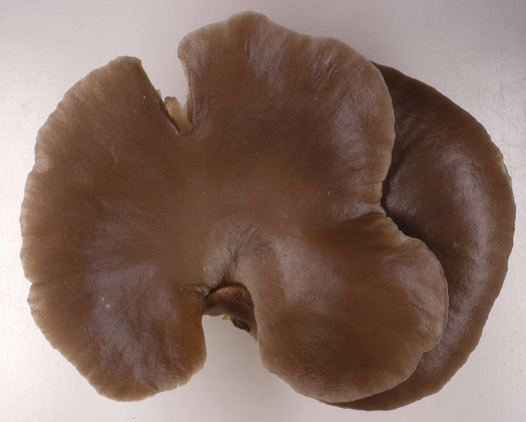 Image of Pleurotus ostreatus (Jacq.) P. Kumm. 1871