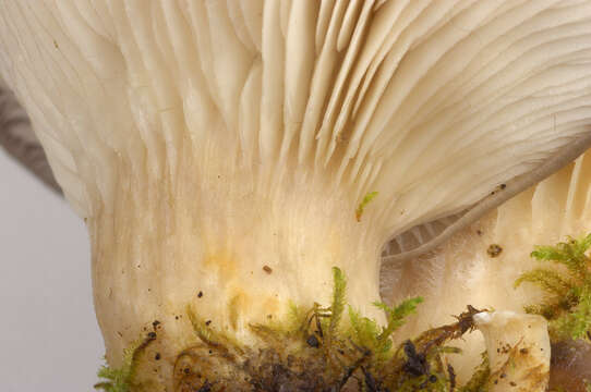 Image of Pleurotus ostreatus (Jacq.) P. Kumm. 1871