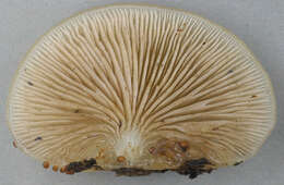 Image of Crepidotus mollis (Schaeff.) Staude 1857