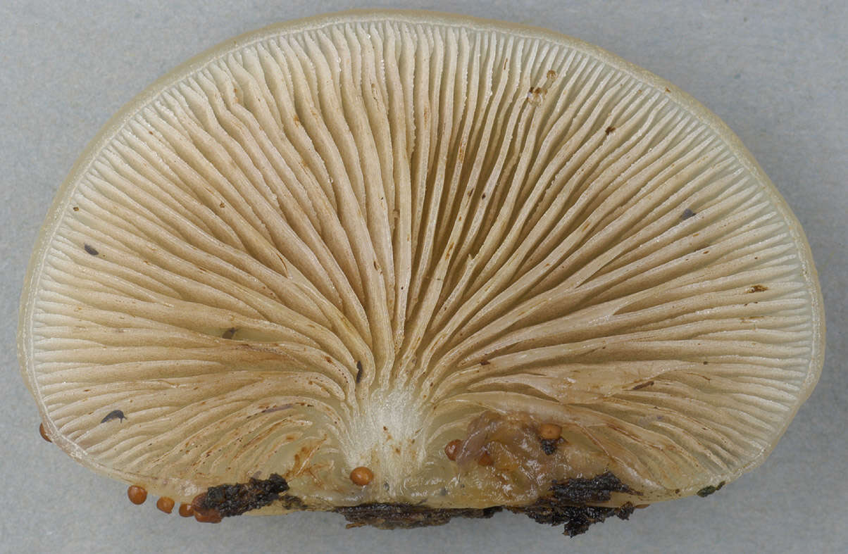 Image of Crepidotus mollis (Schaeff.) Staude 1857