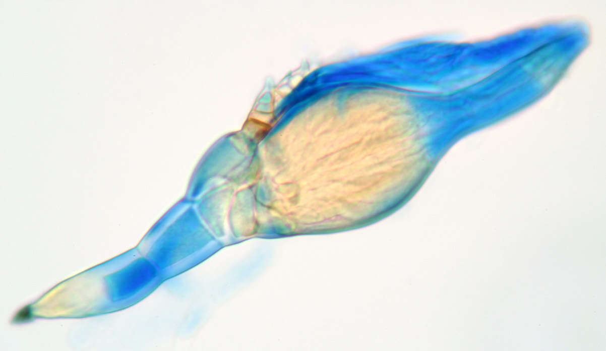 Image of Stigmatomyces majewskii H. L. Dainat, Manier & Balazuc 1974