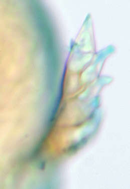 Image de Stigmatomyces majewskii H. L. Dainat, Manier & Balazuc 1974