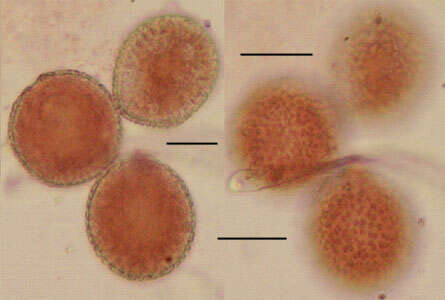 Imagem de Coleosporium tussilaginis (Pers.) Lév. 1849