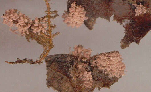 Image of Chromelosporium carneum (Pers.) Hennebert 1973