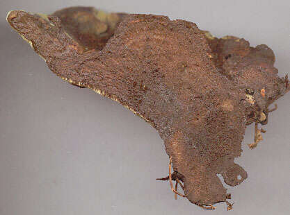 Image of dyer's polypore