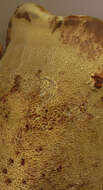 Image of dyer's polypore