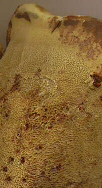 Image of dyer's polypore