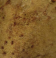 Image of dyer's polypore