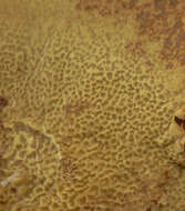 Image of dyer's polypore