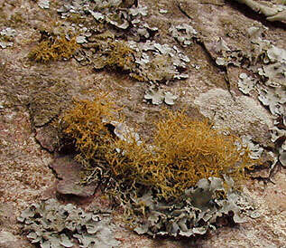 Image of teloschistes lichen