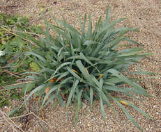 Image of sea-daffodil