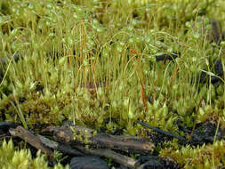 Image of Cord Moss