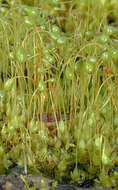 Image of Cord Moss