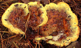 Image of dyer's polypore