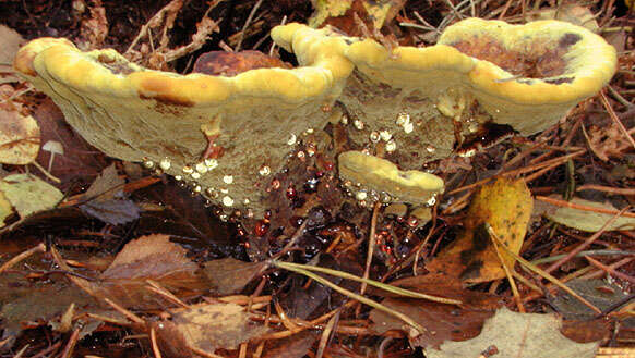 Image of dyer's polypore