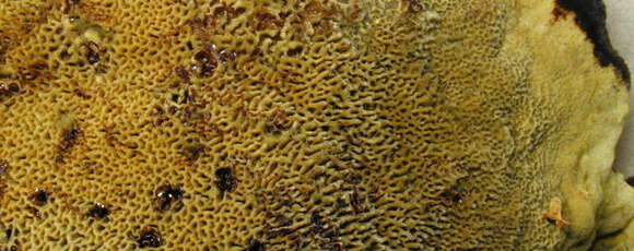 Image of dyer's polypore