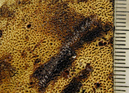 Image of dyer's polypore