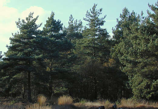 Image of Scotch Pine