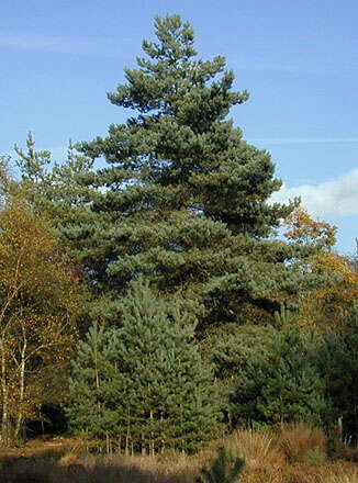 Image of Scotch Pine