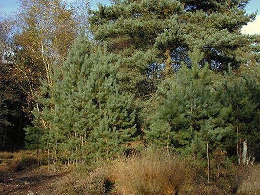 Image of Scotch Pine