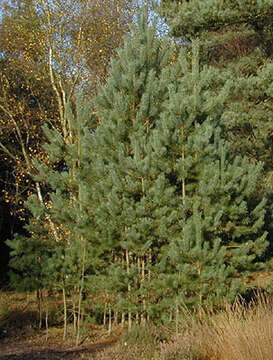 Image of Scotch Pine