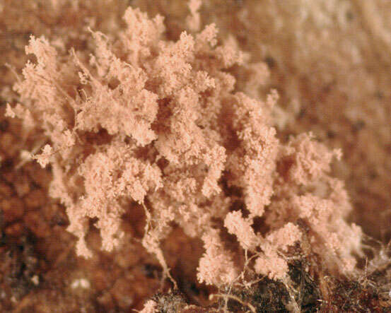 Image of Chromelosporium carneum (Pers.) Hennebert 1973
