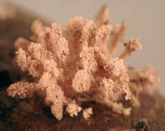 Image of Chromelosporium carneum (Pers.) Hennebert 1973