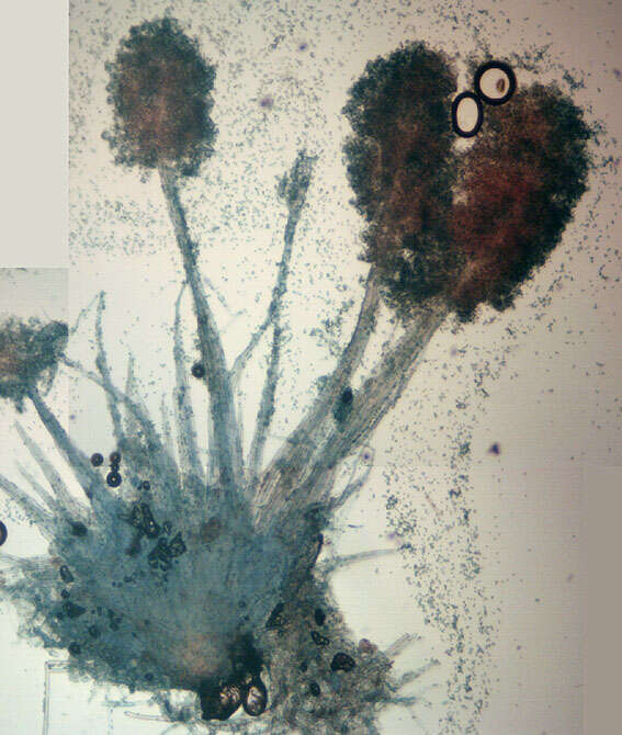 Image of Chromelosporium carneum (Pers.) Hennebert 1973