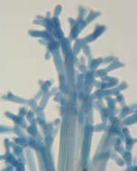 Image of Chromelosporium carneum (Pers.) Hennebert 1973