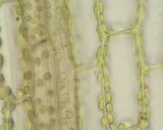 Image of Cord Moss